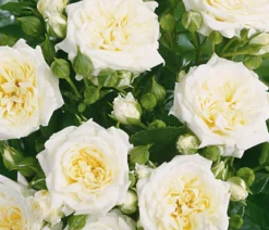 Zwergrose 'Honeymilk®'