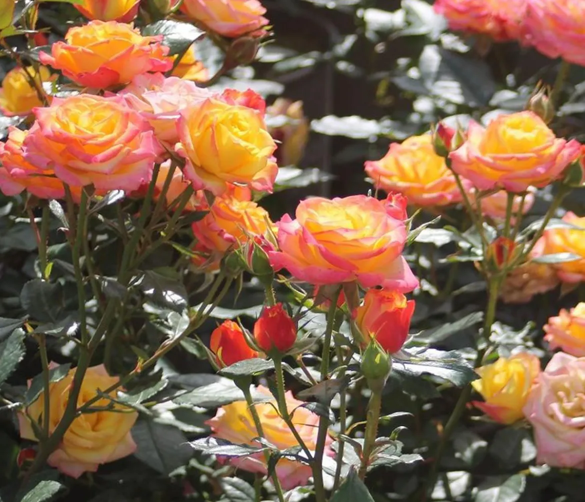 Zwergrose 'Tropical Clementine®'