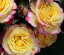 Zwergrose 'Tropical Clementine®'
