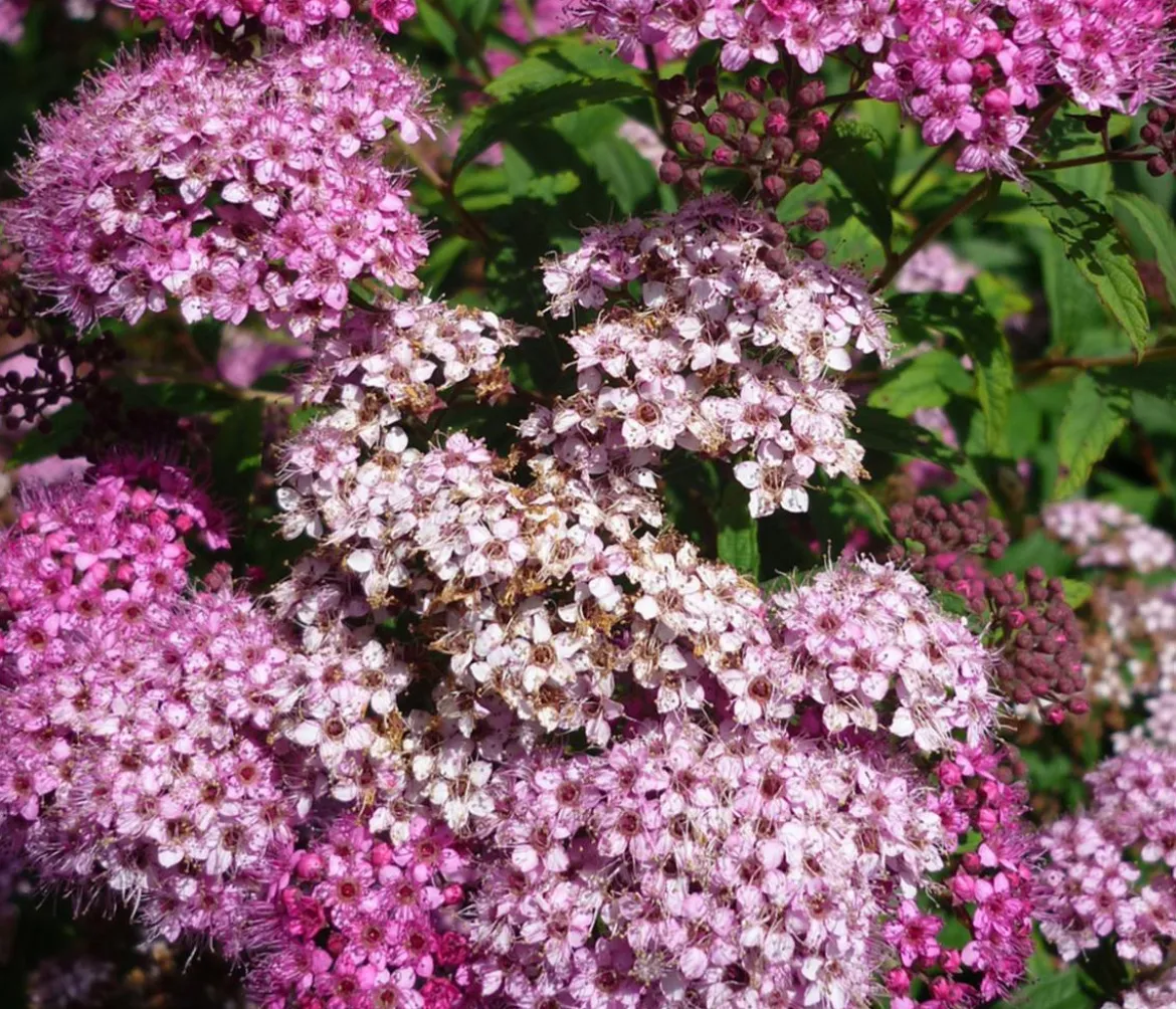 Zwergspiere 'Little Princess'