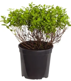 Zwergspiere 'Little Princess'