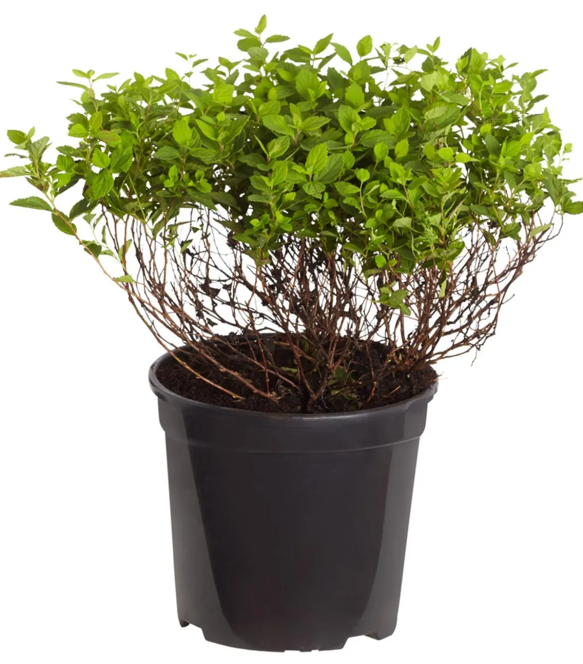 Zwergspiere 'Little Princess'