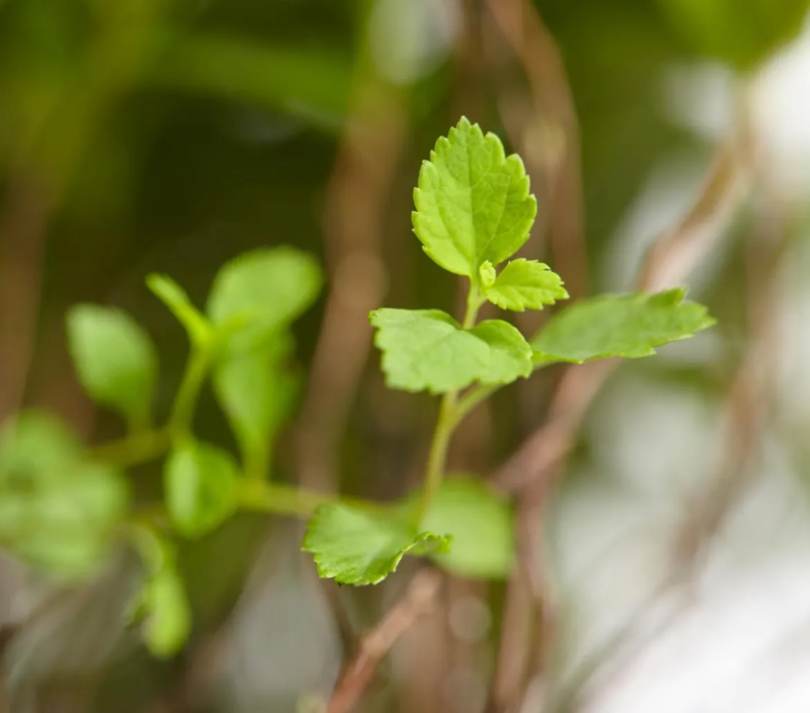 Zwergspiere 'Little Princess'