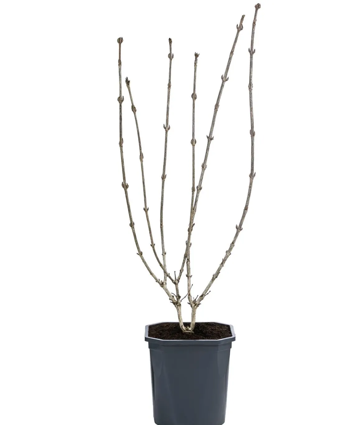 Zwerg-Weigelie 'Nana Purpurea'