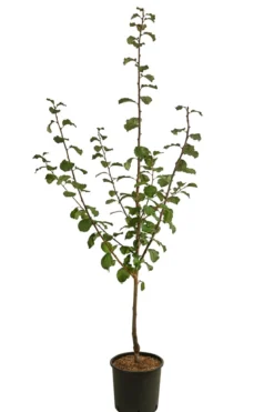Zwetschge 'Haganta'