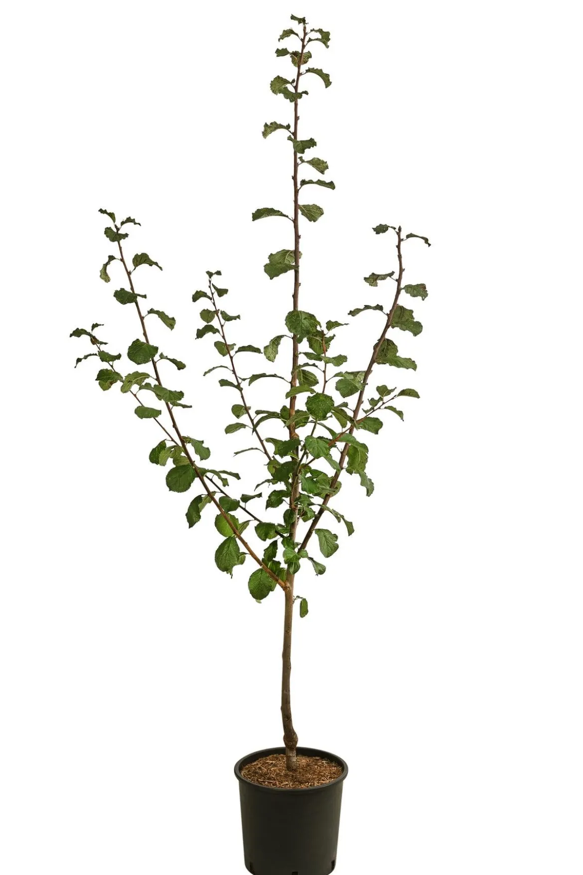 Zwetschge 'Haganta'