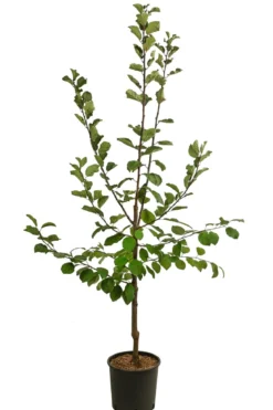Zwetschge 'Jojo'