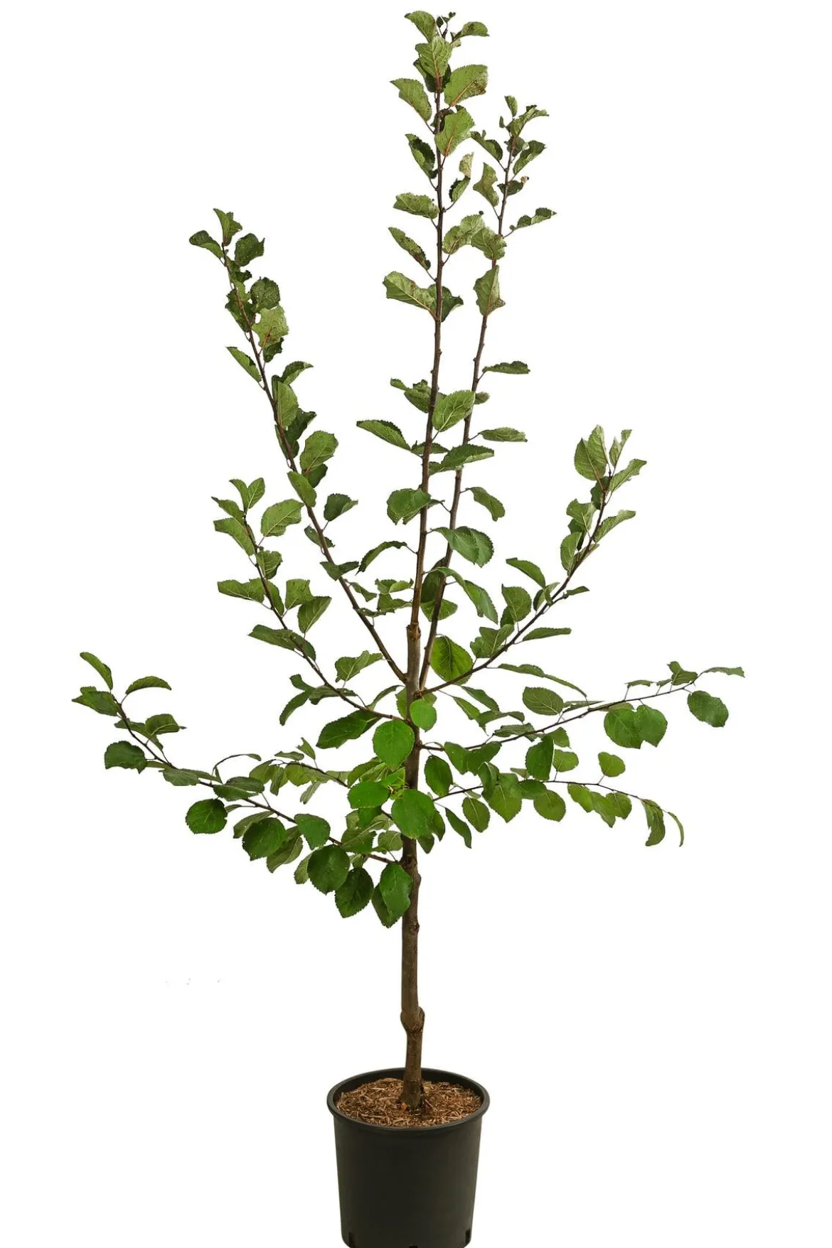 Zwetschge 'Jojo'
