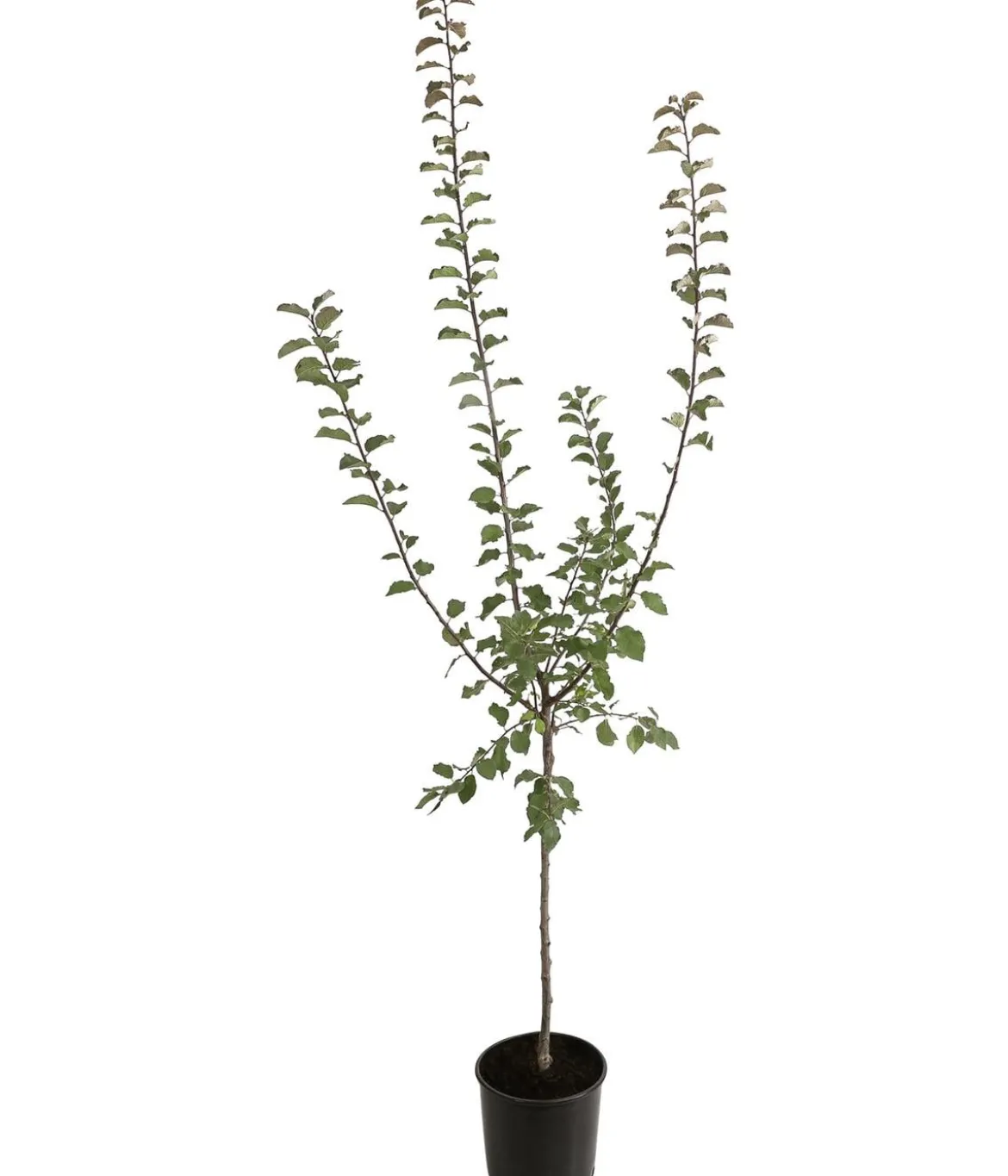 Zwetschge - Mirabelle 'Miroma' ®