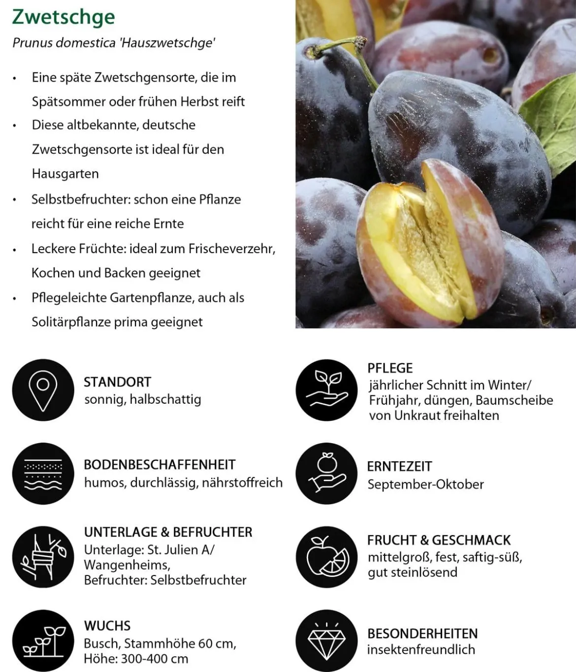 Zwetschgen-Duo 'Hauszwetschge/Oullins Reneklode'