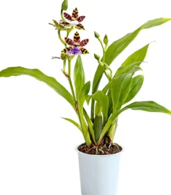 Zygopetalum - Zygopetalum cultivars