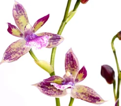 Zygopetalum - Zygopetalum cultivars