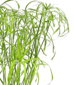 Zypergras - Cyperus alternifolius