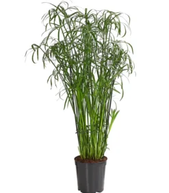 Zypergras - Cyperus glaber