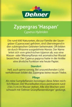 Zypergras - Cyperus haspan