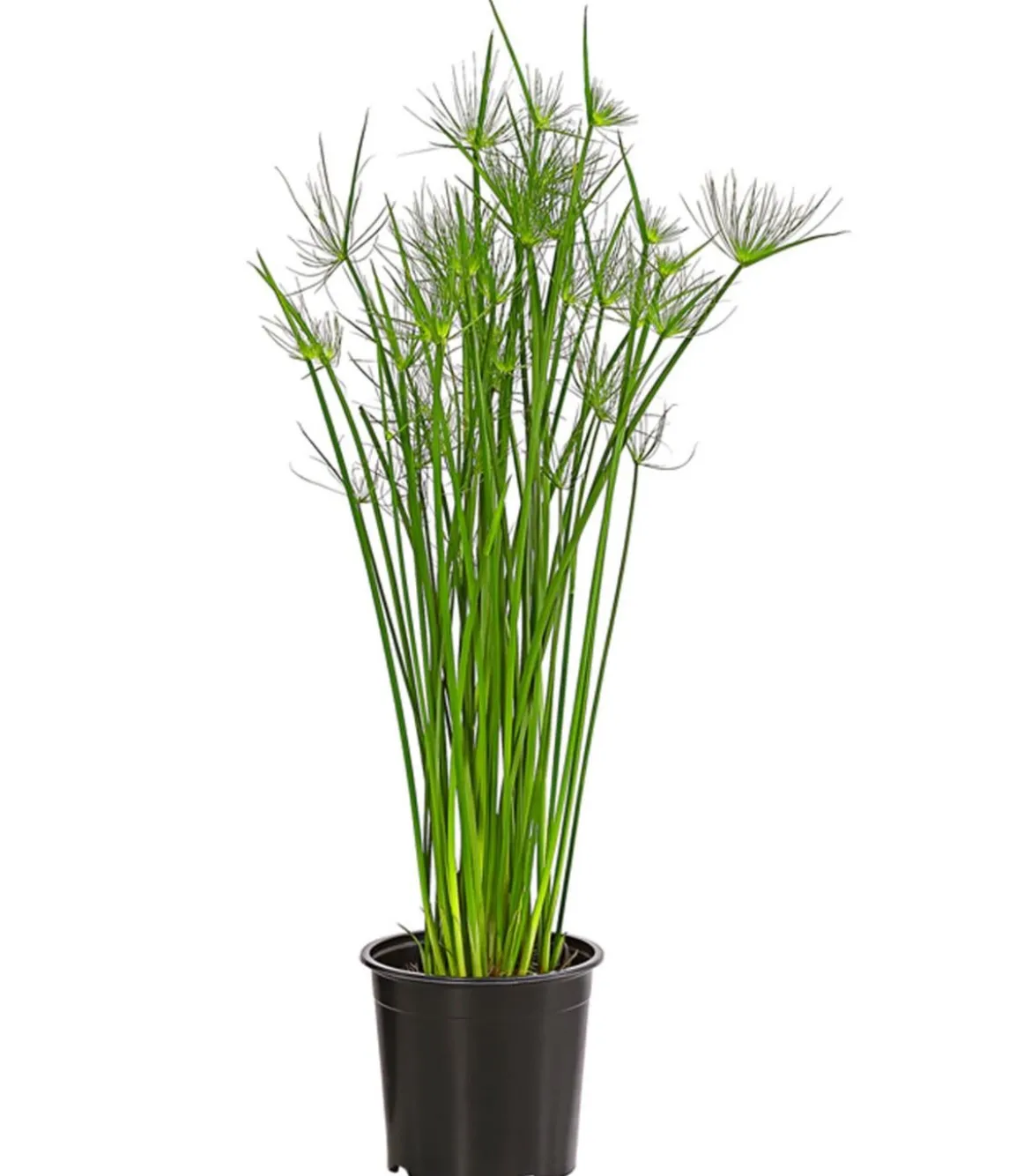 Zypergras - Cyperus haspan