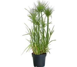 Zyperngras - Cyperus papyrus