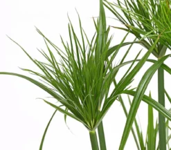 Zyperngras - Cyperus papyrus